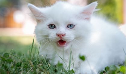 8 Ağustos Uluslararası Kedi Günü