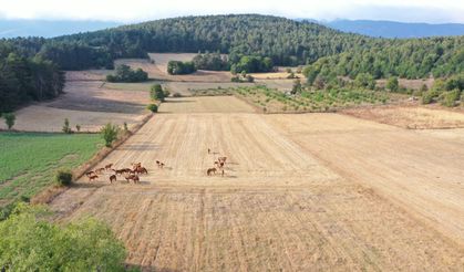Bolu Dağı'nda Yılkı Atları Taylarıyla Görüntülendi!
