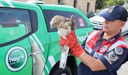 Kırşehir’de Yaralı Yılan Kartalı Tedavi Altında