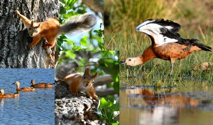 Sarıkamış'ın doğası yaban hayvanlarıyla renklendi