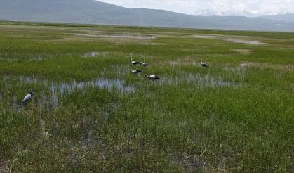 Serin Hava ve Zengin Bitki Örtüsü Leylekleri Erzurum’a Çekti!