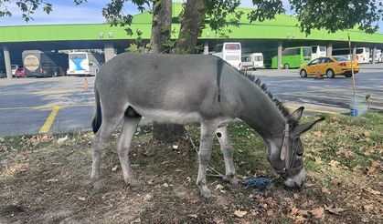 Taksicilerin sahiplendiği eşek 'Kadife' otogarın maskotu oldu