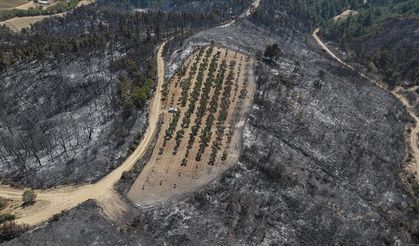 Yangında Zeytinliği Bakım Kurtardı!