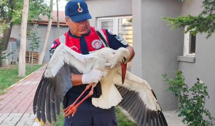Yaralı bulunan leyleğin tedavisi yapıldı