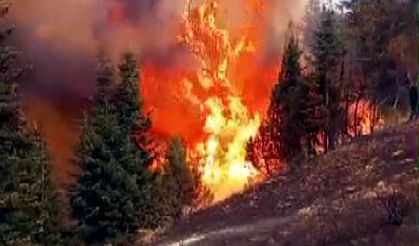 Arıları sakinleştirmek isterken 80 hektar orman alev aldı