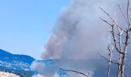 Bolu'da orman yangını çıktı!