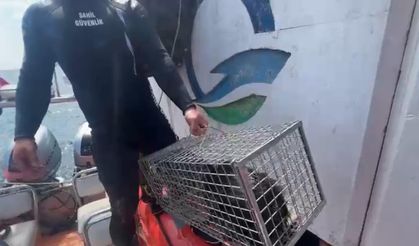 Çanakkale'de mahsur kalan kedi kurtarıldı