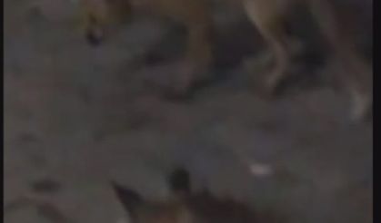 Eliyle beslediği tilki bu kez yavrusuyla geldi