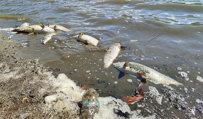 Sıcak hava balık ölümlerine neden oluyor!