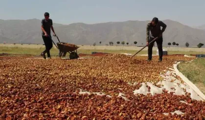 Ekşi elma için  mesaisi yaptılar