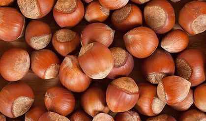 Fındıkta 2025 Hasadı Sıkıntılı: Kahverengi Kokarca ve Zirai Don Rekolteyi Etkiliyor