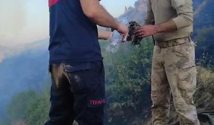 Yangından etkilenen kaplumbağa, kurtarıldı