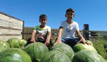 Karaman'da karpuz hasadı başladı