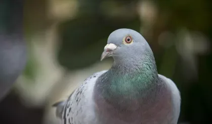 Trafik ışığı kumrulara yuva oldu