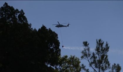 Sinop'ta orman yangını