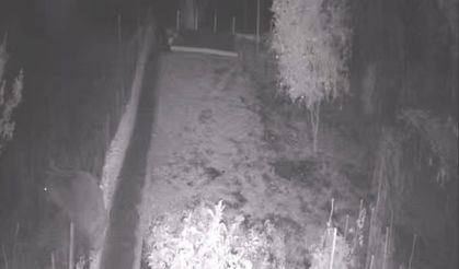 Bahçeye bozayı girdi!