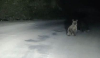 Bozayı ve yavrusu kamerada