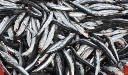 Denizdeki sardalya bolluğu fiyatlara yansıdı