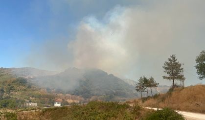 Düzce'de orman yangını çıktı