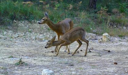 Fotokapana yakalandılar