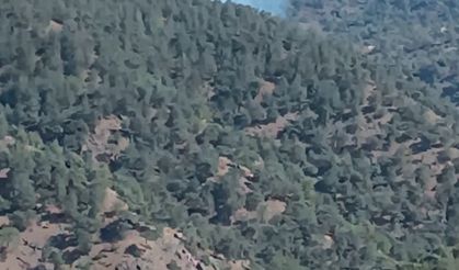 Gaziantep'te Orman Yangını Söndürüldü