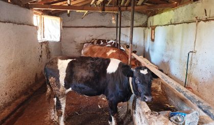 Hisarcık'ta şap karantinası başladı