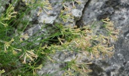 Küre Dağları Milli Parkı'nda endemik bitki türü bulundu!