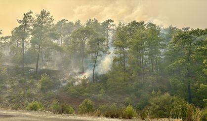 Muğla'da orman yangını