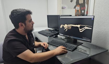 Sokak kedisi, fizyoterapi ile yürümeye başladı