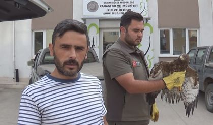 Yaralı bulduğu şahin buldu!