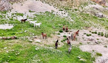 Yılkı atları dron ile görüntülendi