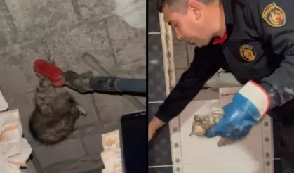 Duvara sıkışan yavru kedi kurtarıldı