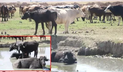 Yüksekova'da manda yetiştiriciliği tercih ediliyor