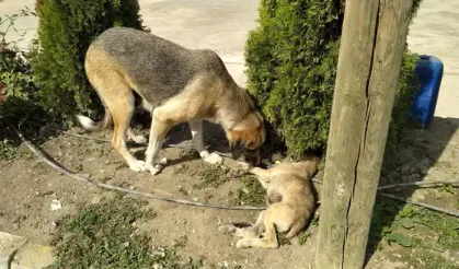 Yavru köpeğe araç çarptı