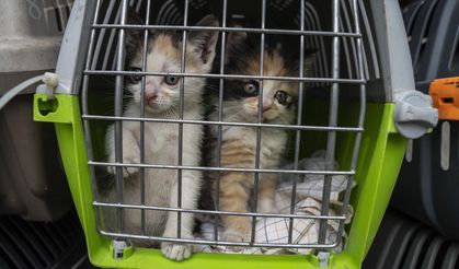 AB’den evcil hayvanlara  karar: Bagaj sayılacaklar!