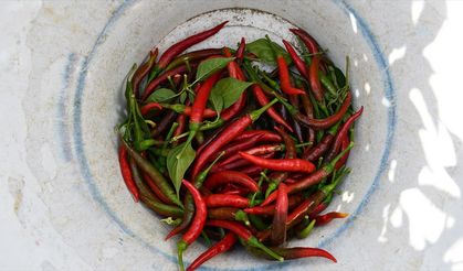 Bilecik’te Kuraklık Alarmı: Çukurören Biberi Yarı Yarıya Azaldı