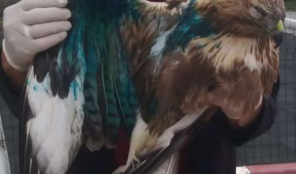 Yaralı Şahin iyileştirildi