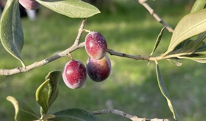 Zeytin rekoltesi açıklaması: 2,45 milyon ton öngörülüyor