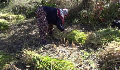 Artvin'de çeltik hasadı başladı