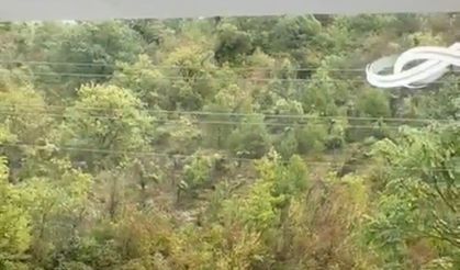 Bartın'da kent merkezine ayı indi