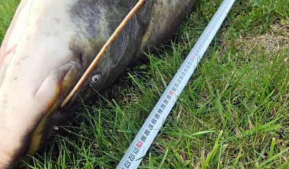 Çorlu’da Amatör Balıkçı Dev Yayın Balığı Yakaladı