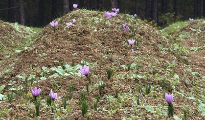 Dünyanın en pahalı baharatının hasadı başladı!