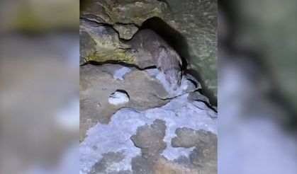 Fırat Nehri'nde tatlı su samuru görüntülendi