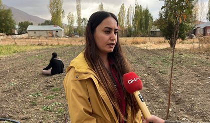 Hakkari'de ilk kez safran ekildi