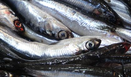 Karadeniz'de hamsi popülasyonu!