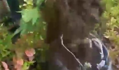 Ormanda yetiştirdikleri keneviri esrar haline getirip sattılar