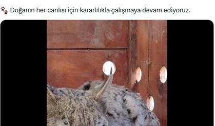 Su kanalına düşen vaşak kurtarıldı!