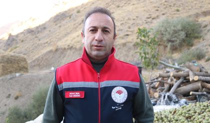 Yüksekova’da 2 Bin Ceviz Ağacından 8 Tonluk Hasat