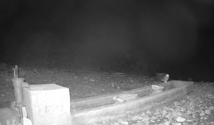 Aksaray'da yaban hayvanları kamerada