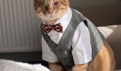 Bayramda Kedilere “Bayramlık” Giydirme Akımı Sosyal Medyayı Sallıyor